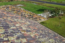 Moss Removal - Sun Tile Roofing